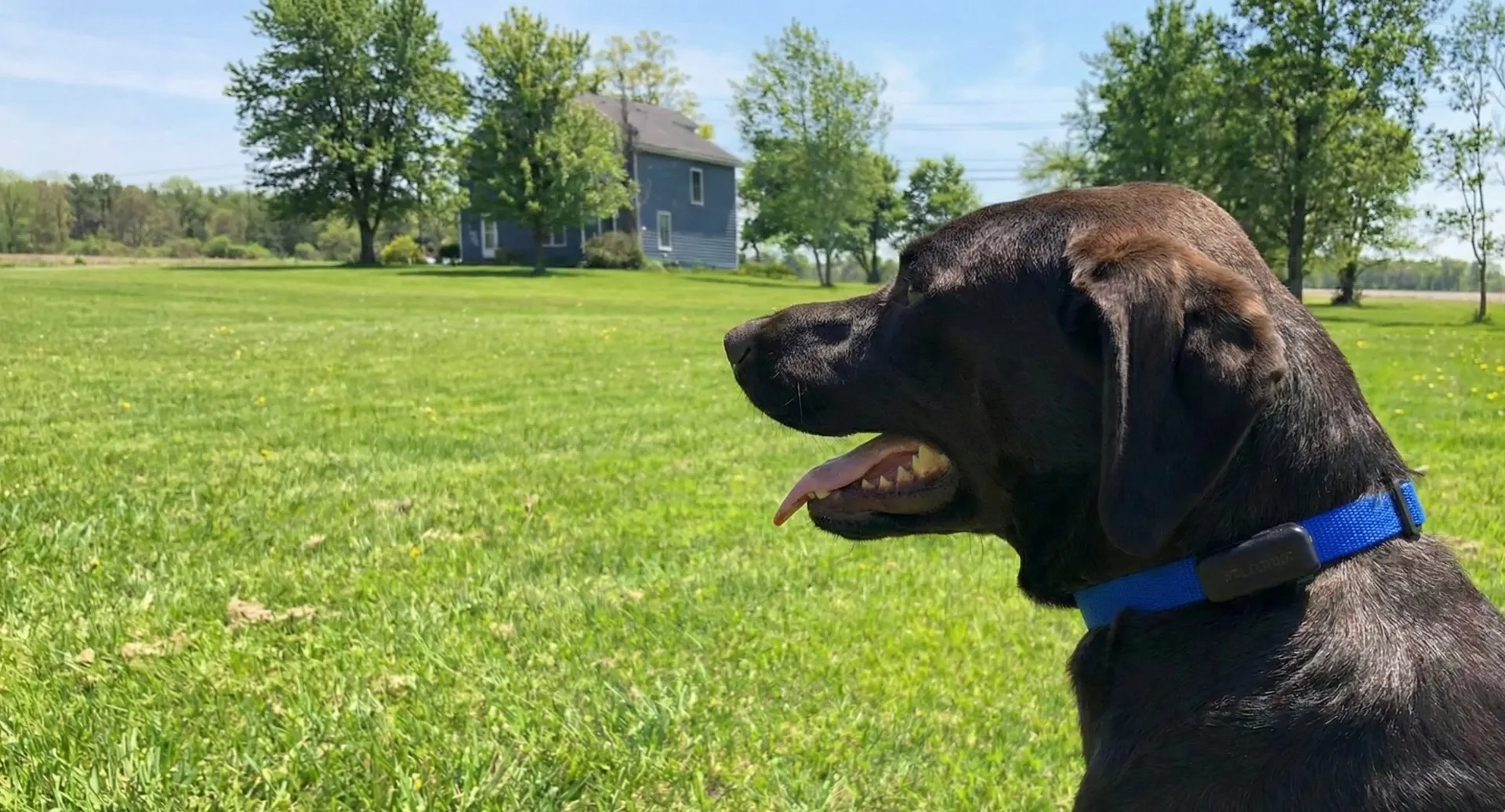 Chocolate lab with a blue receiver collar sitting in a sunny green field