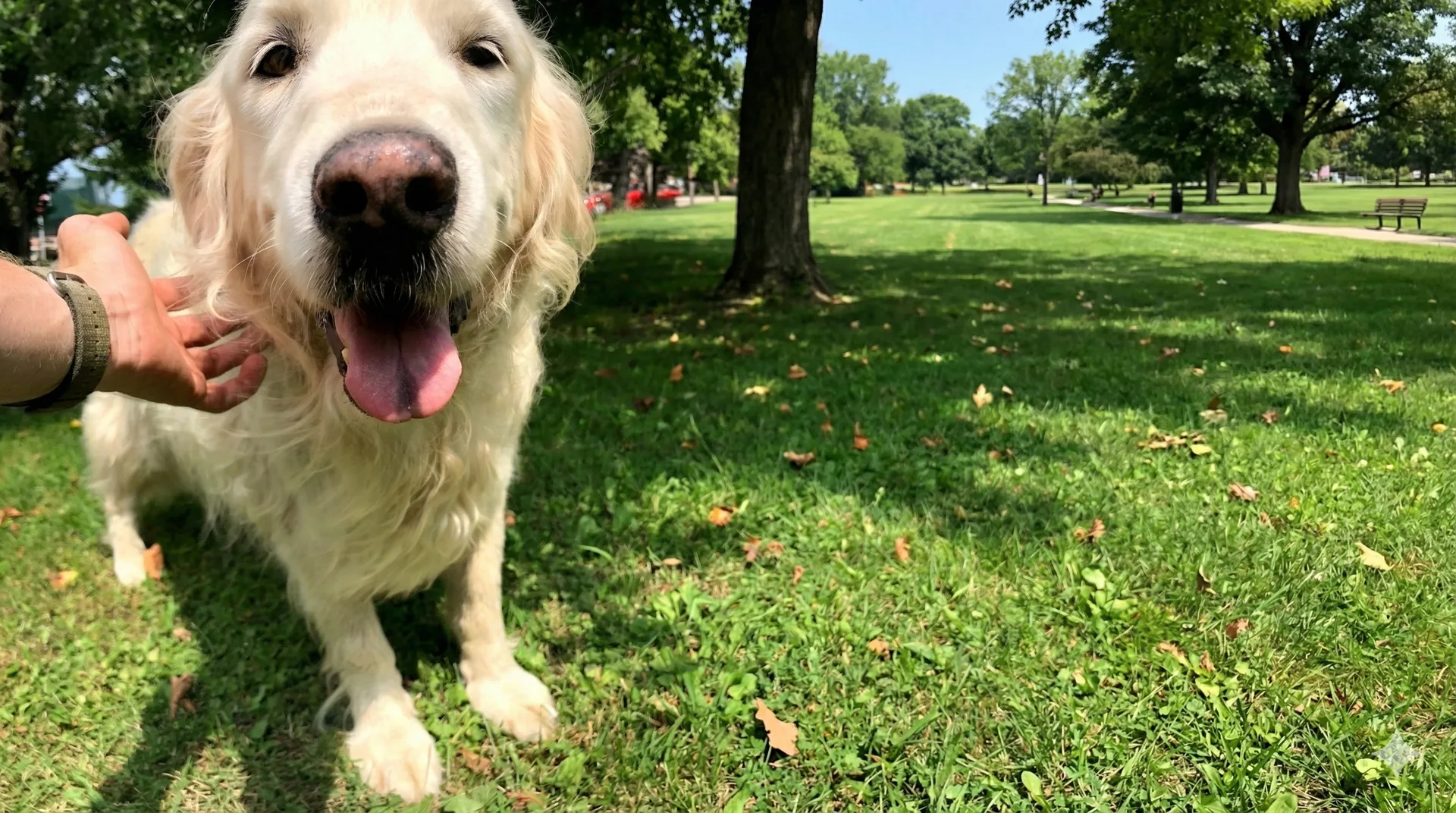 Golden retriever safely contained by an invisible dog fence in a sunny yard