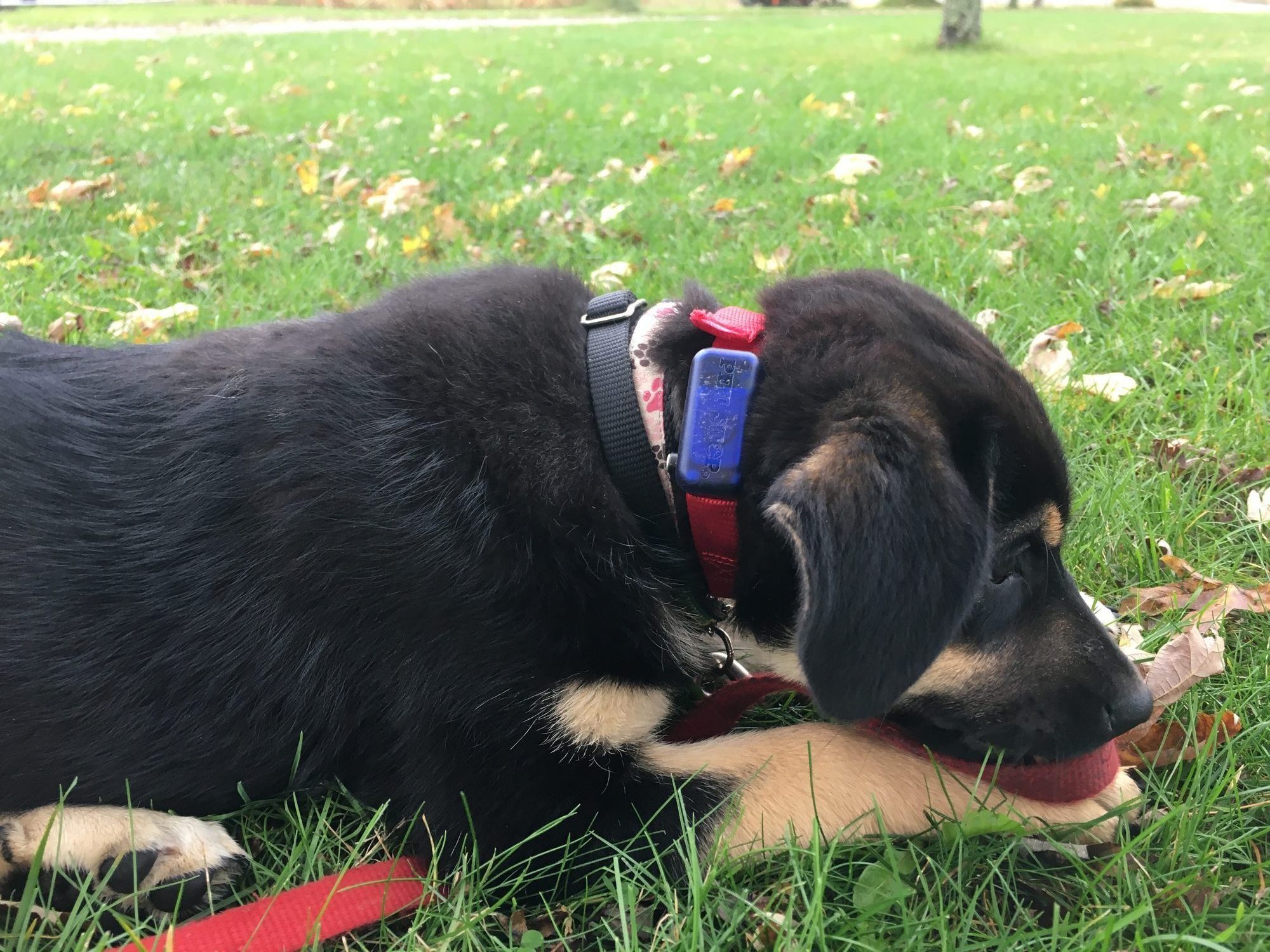 Happy dog safely contained with invisible fence
