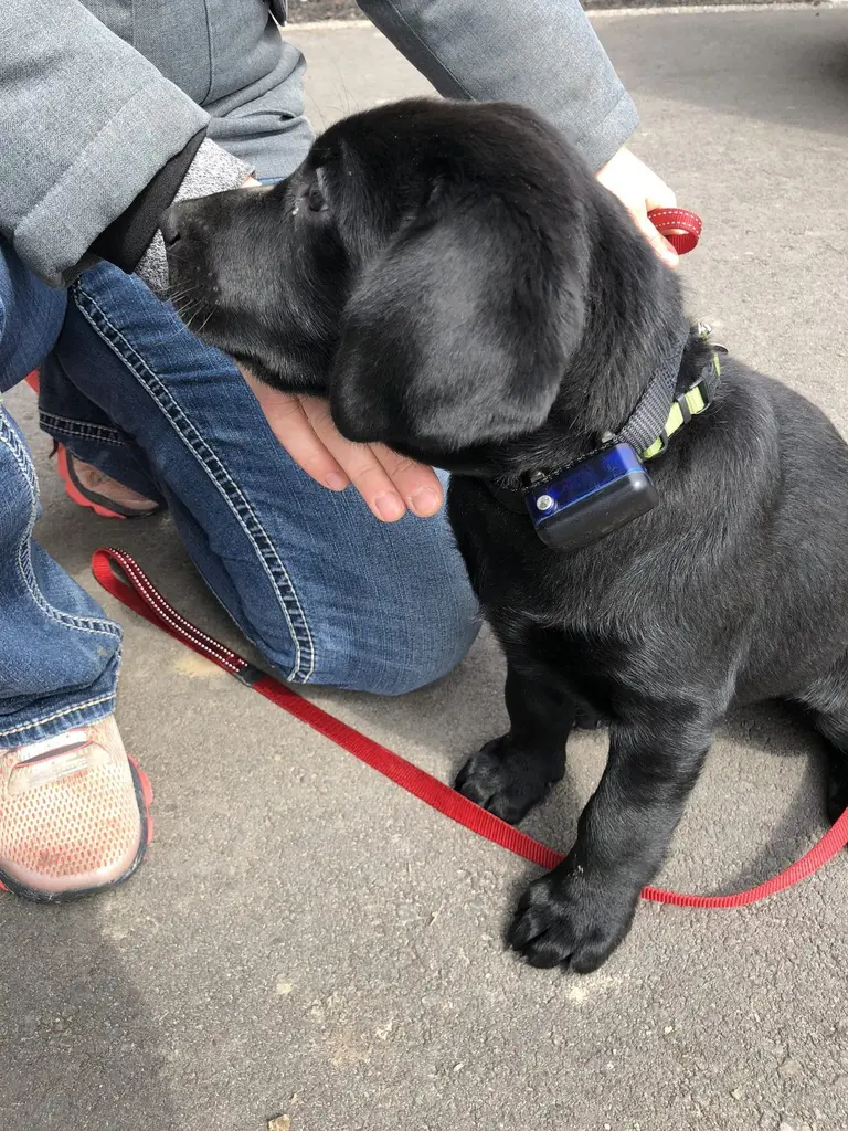 Happy dog safely contained with invisible fence