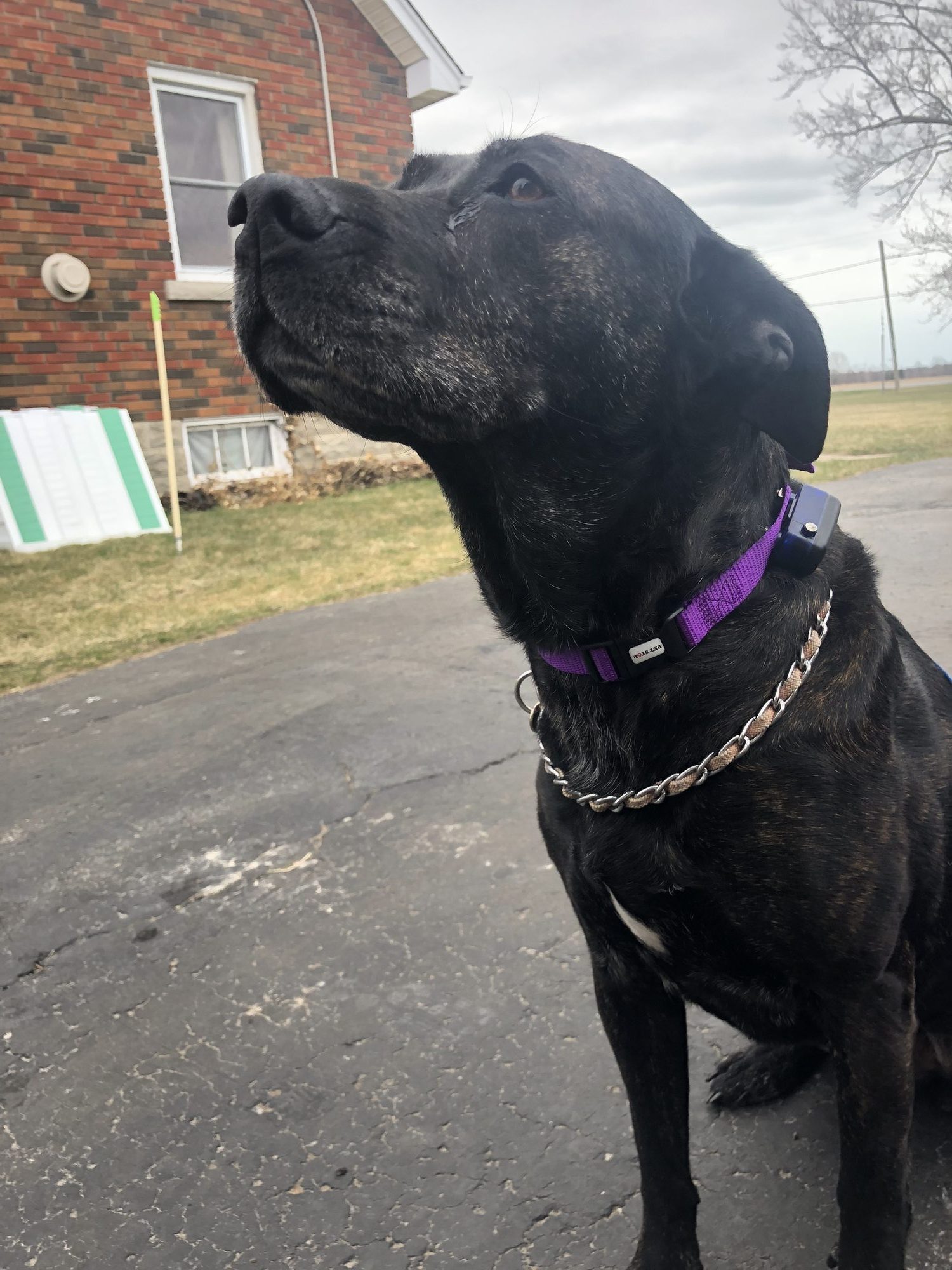 Happy dog safely contained with invisible fence