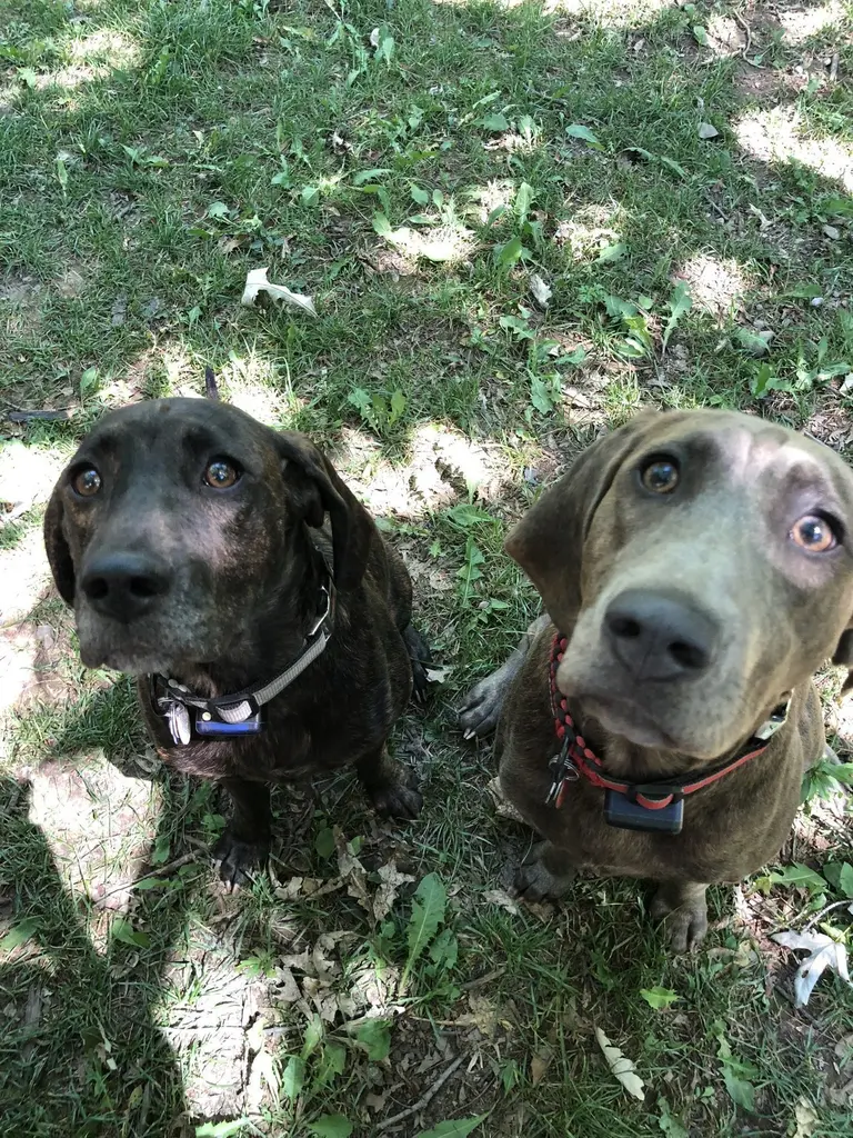 Happy dog safely contained with invisible fence