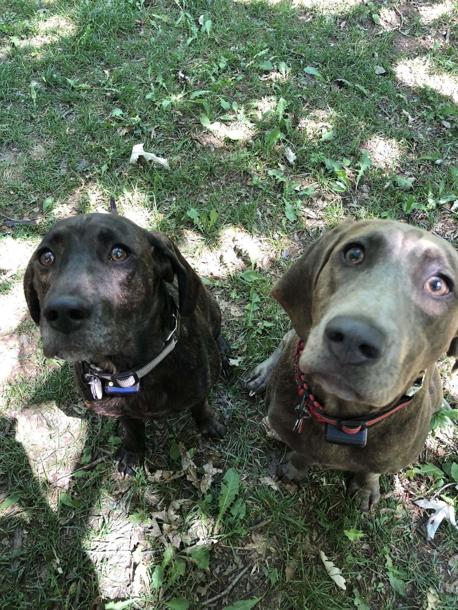 Happy dog safely contained with invisible fence