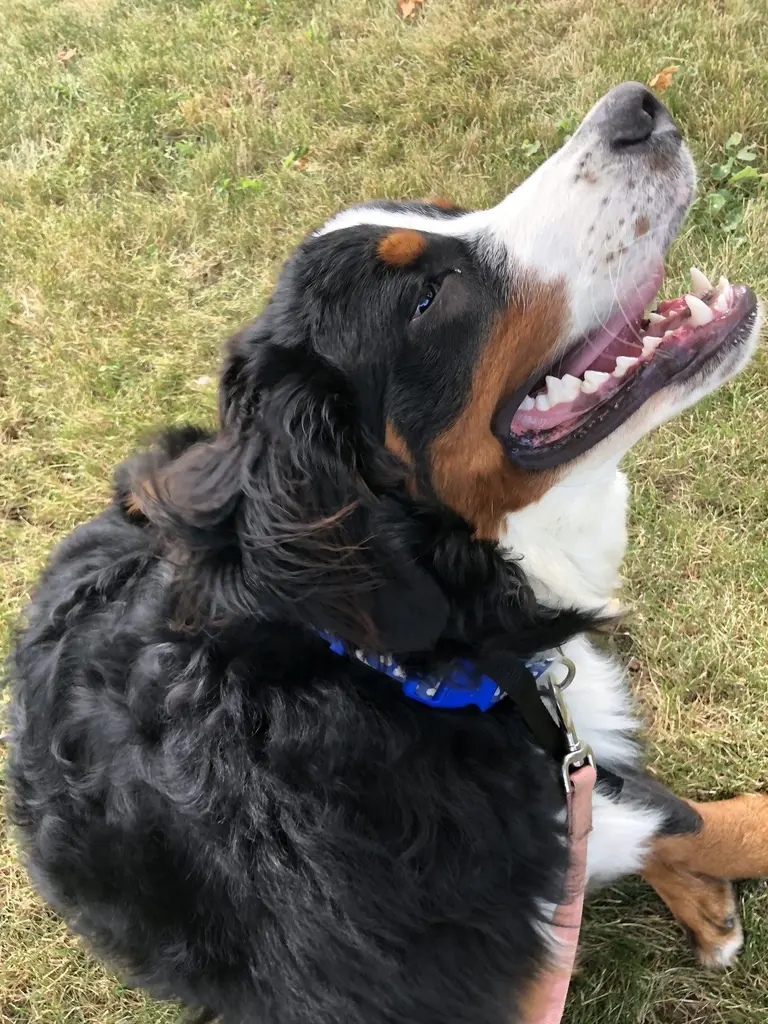 Happy dog safely contained with invisible fence