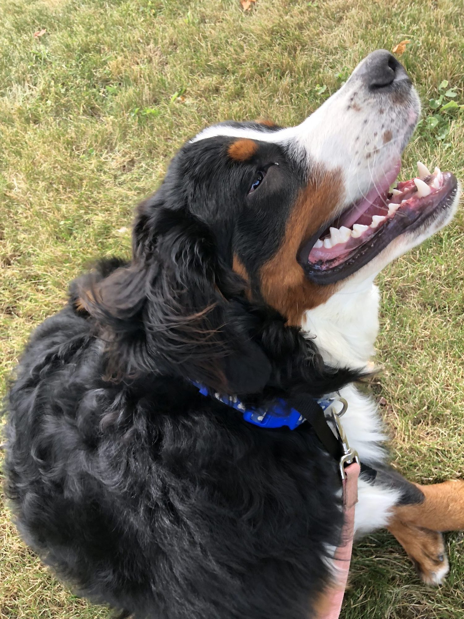 Happy dog safely contained with invisible fence