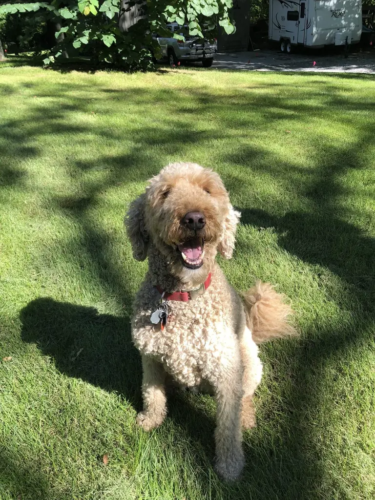 Happy dog safely contained with invisible fence