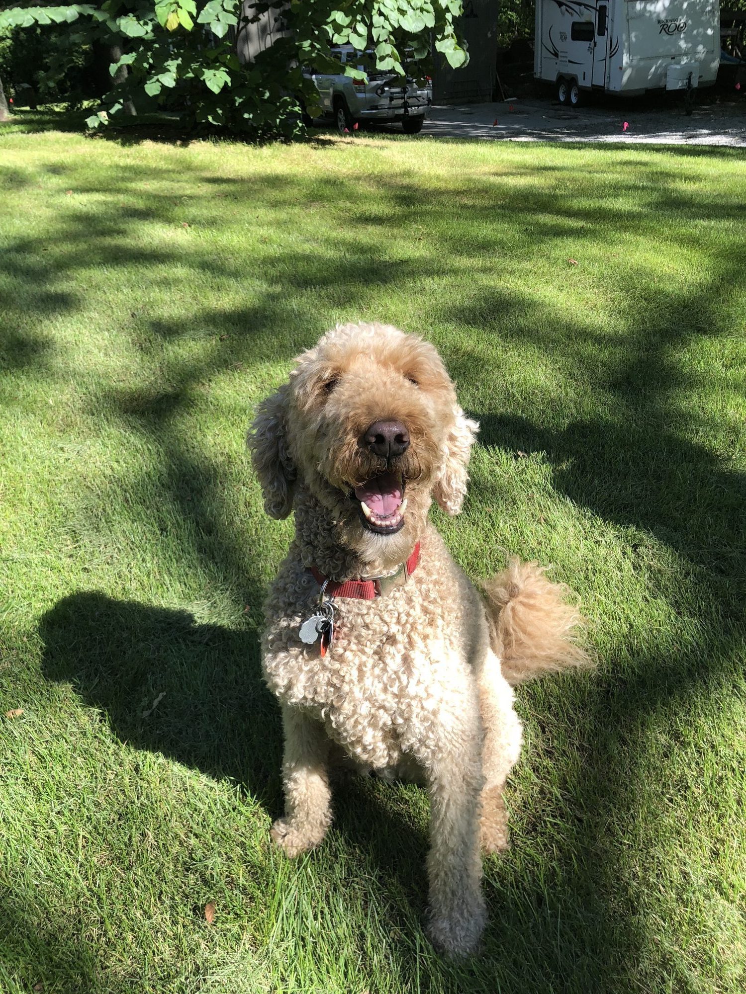 Happy dog safely contained with invisible fence