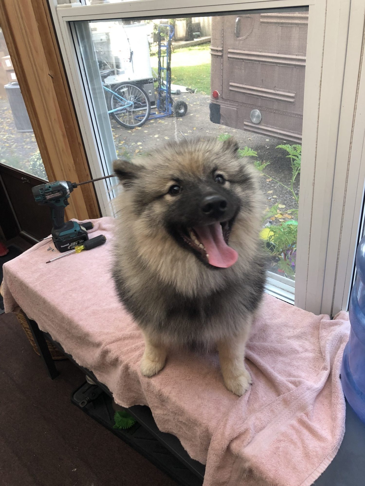 Happy dog safely contained with invisible fence