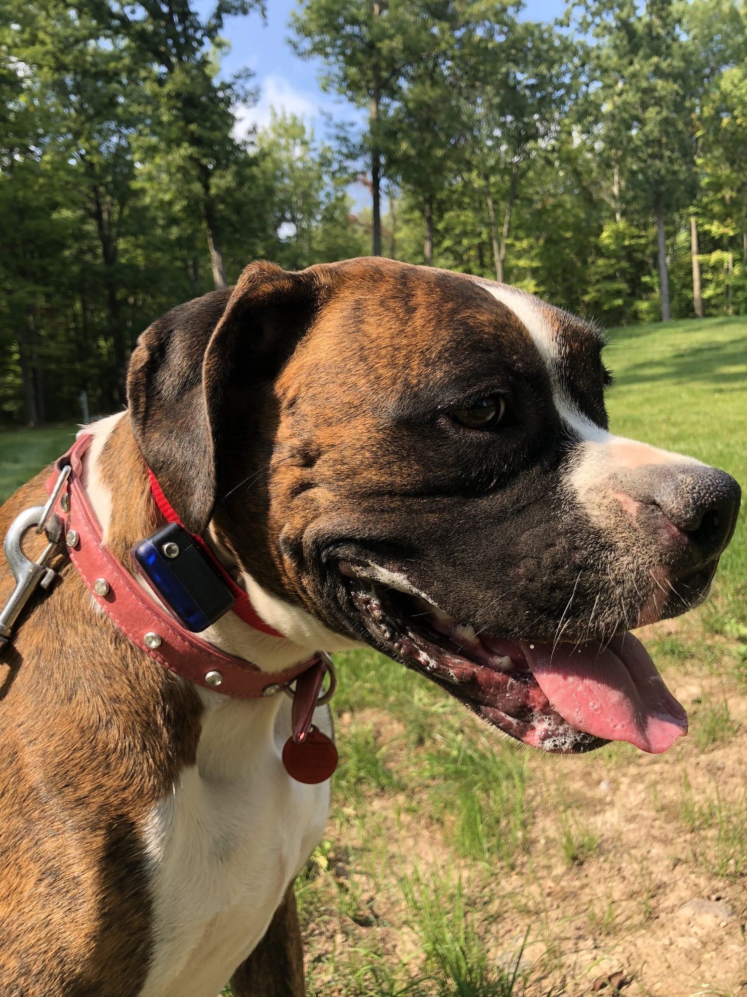 Happy dog safely contained with invisible fence