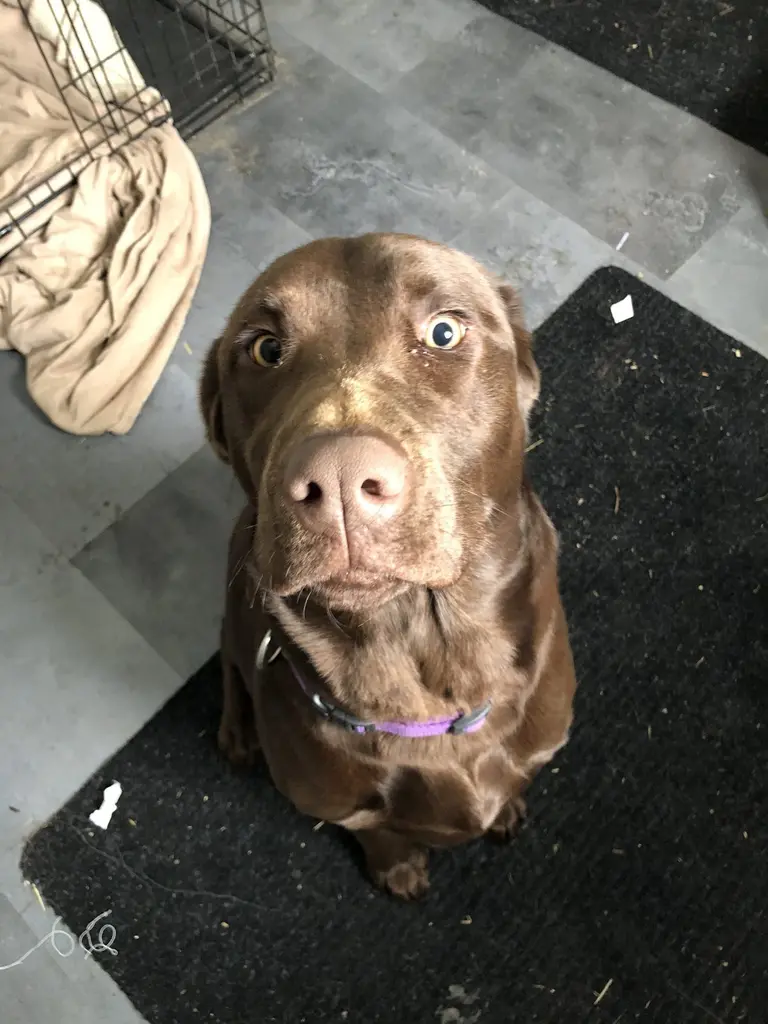 Happy dog safely contained with invisible fence