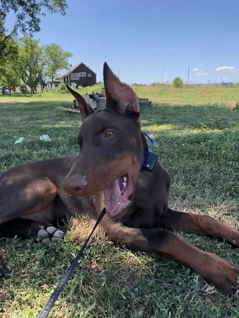 Happy dog safely contained with invisible fence