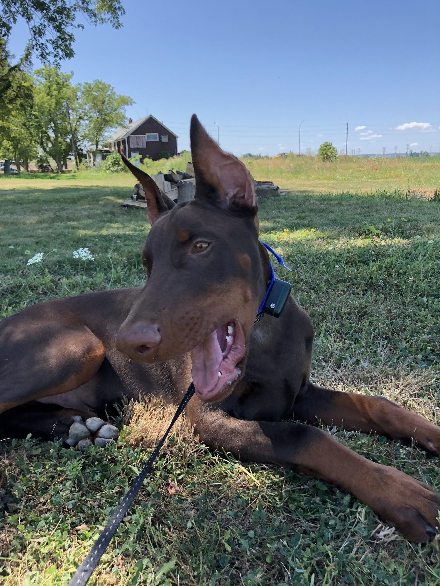 Happy dog safely contained with invisible fence