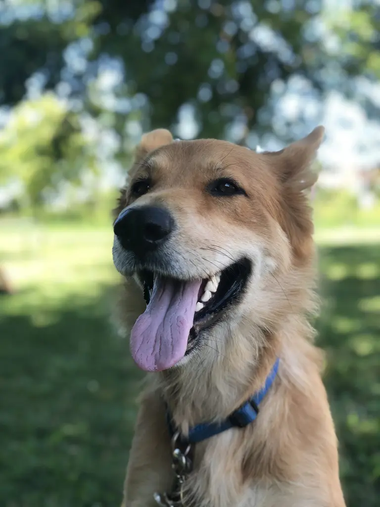 Happy dog safely contained with invisible fence