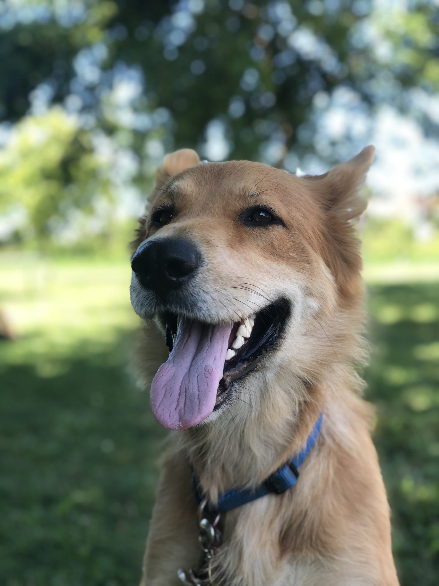 Happy dog safely contained with invisible fence