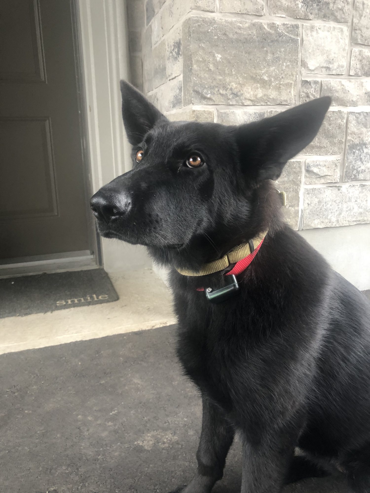 Happy dog safely contained with invisible fence
