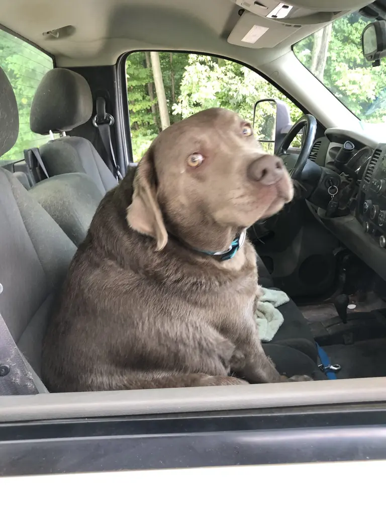Happy dog safely contained with invisible fence
