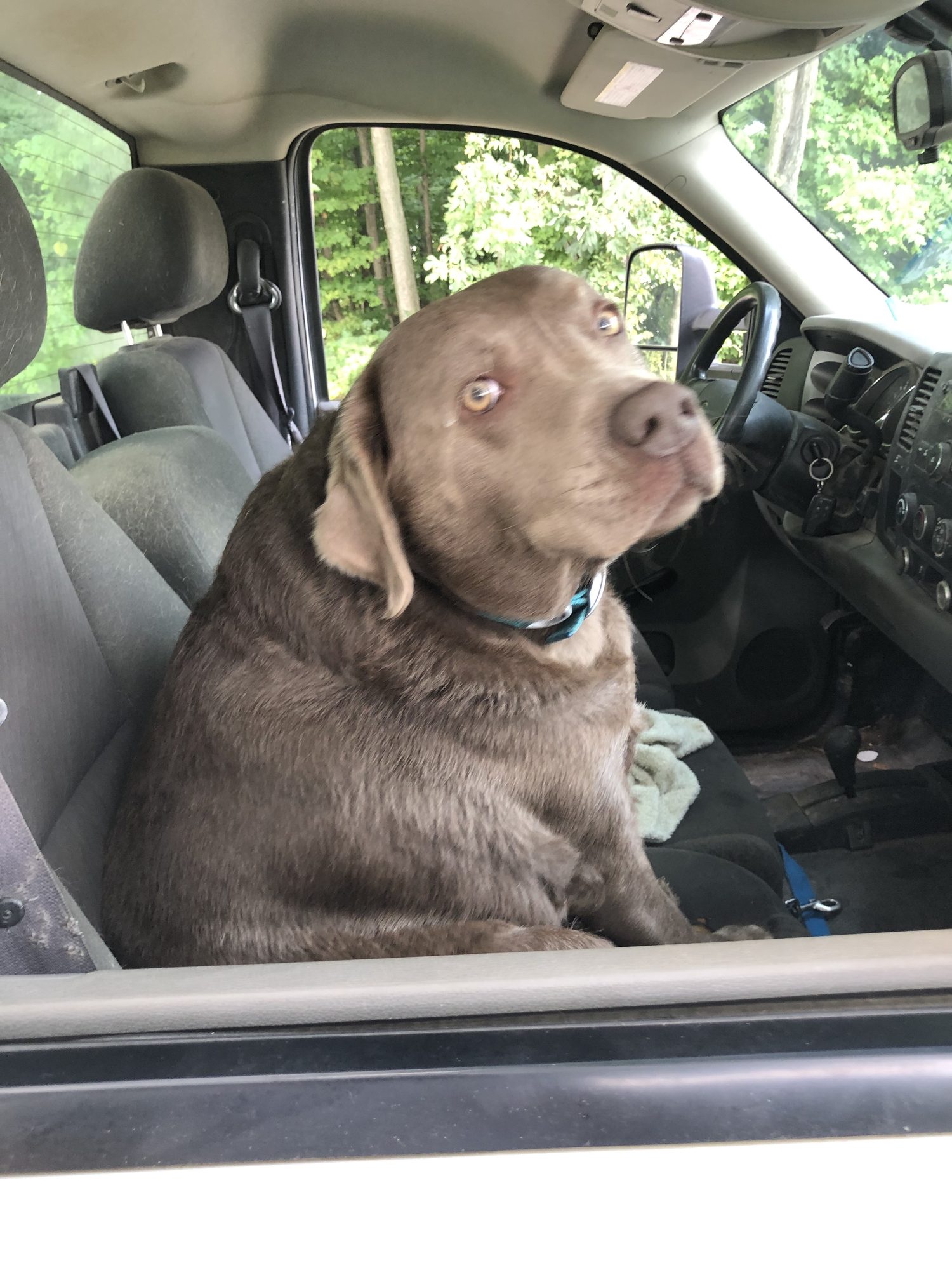 Happy dog safely contained with invisible fence