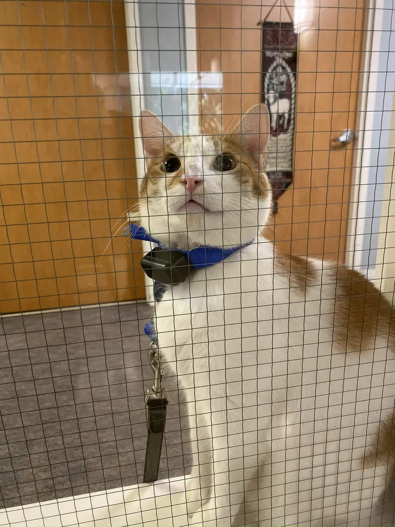 Happy dog safely contained with invisible fence