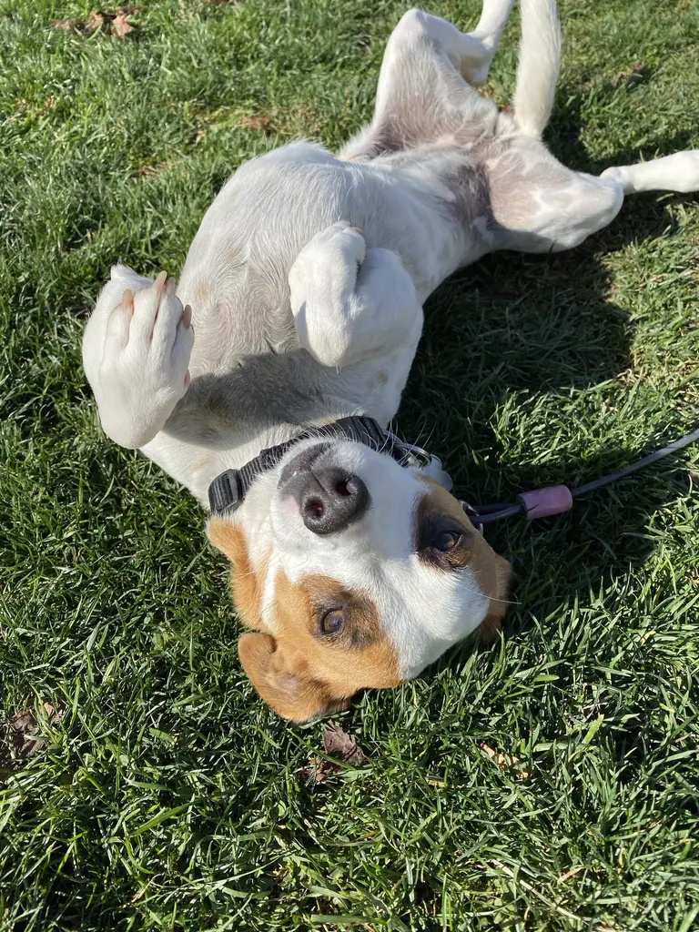 Happy dog safely contained with invisible fence