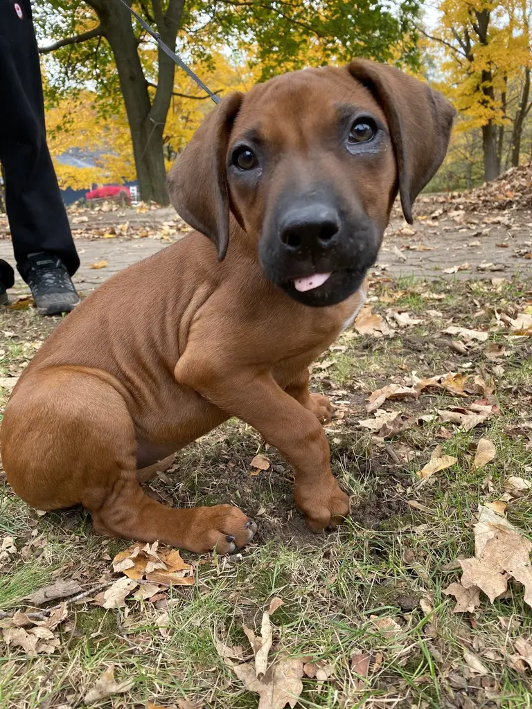 Happy dog safely contained with invisible fence