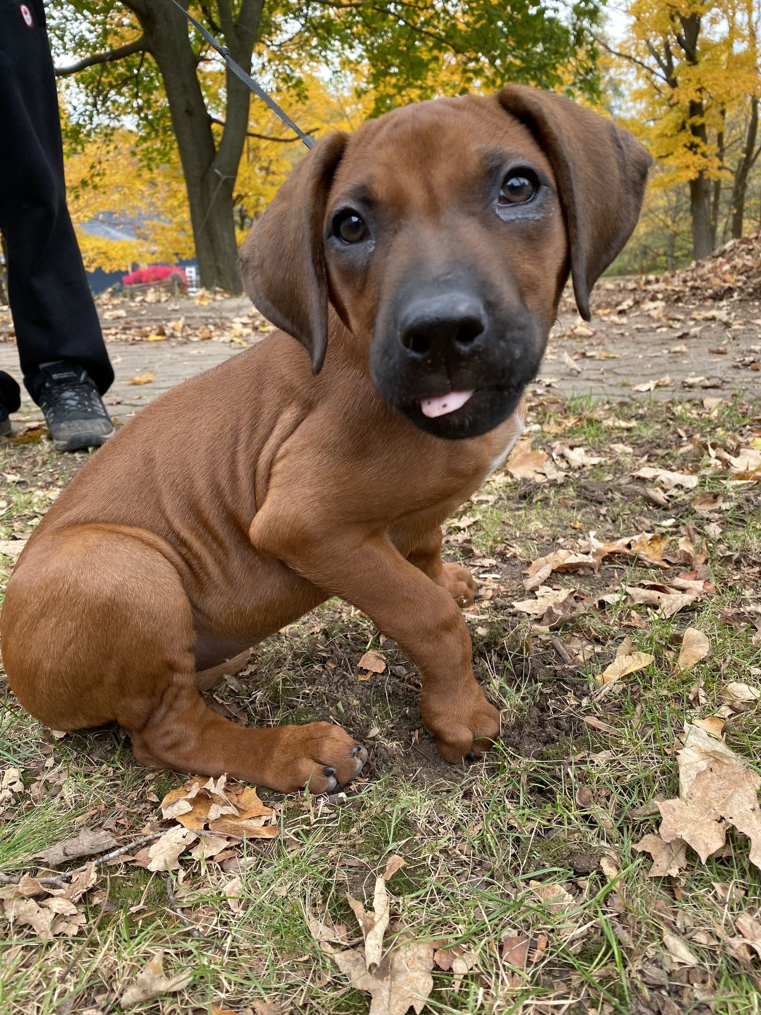 Happy dog safely contained with invisible fence