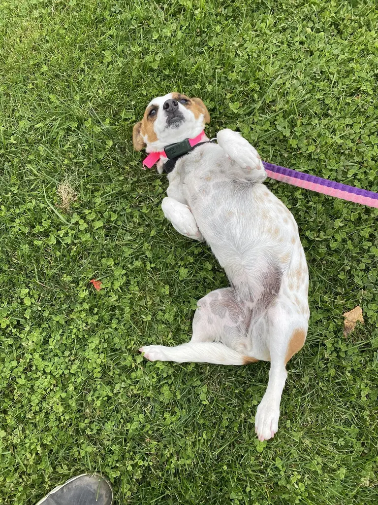 Happy dog safely contained with invisible fence