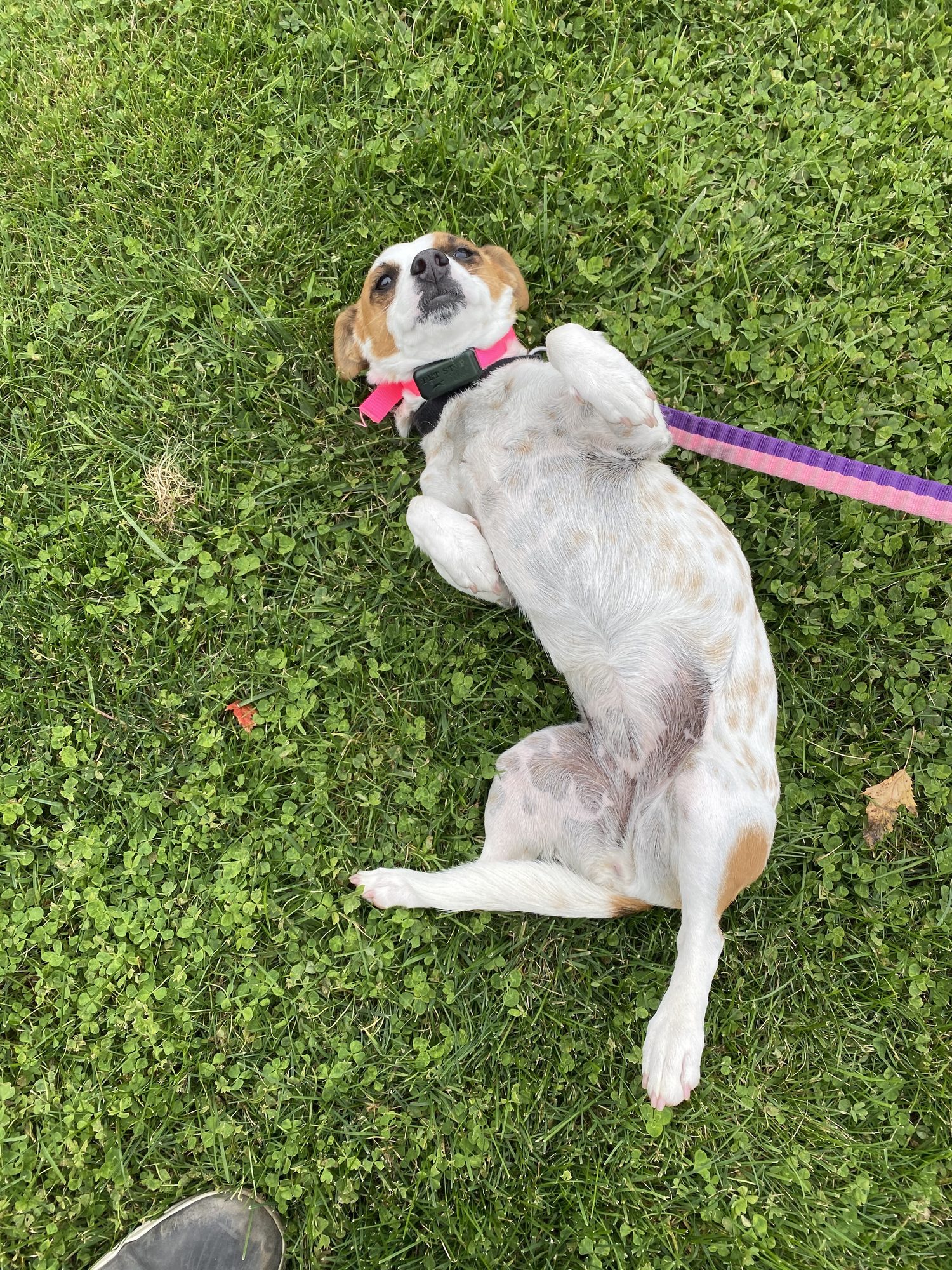 Happy dog safely contained with invisible fence