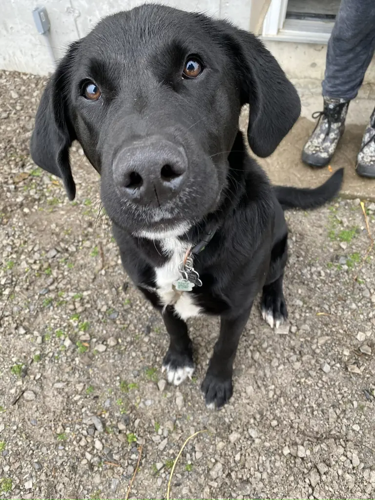 Happy dog safely contained with invisible fence