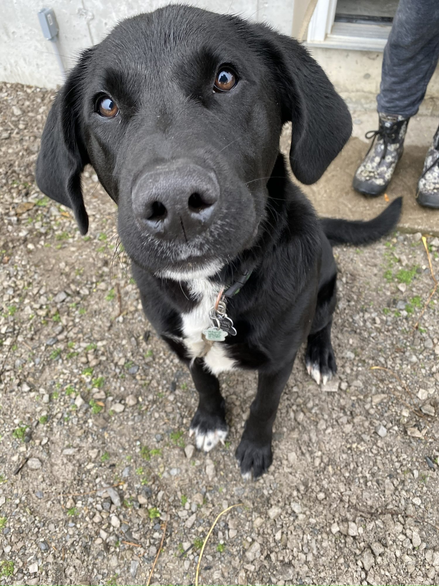 Happy dog safely contained with invisible fence