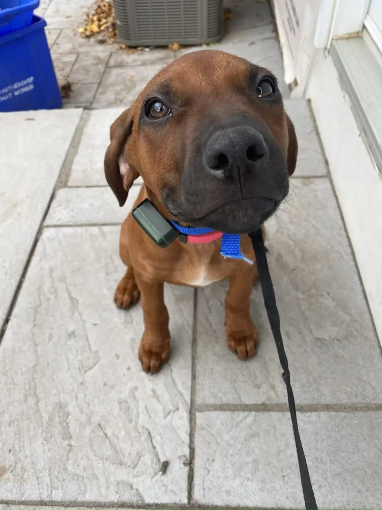 Happy dog safely contained with invisible fence