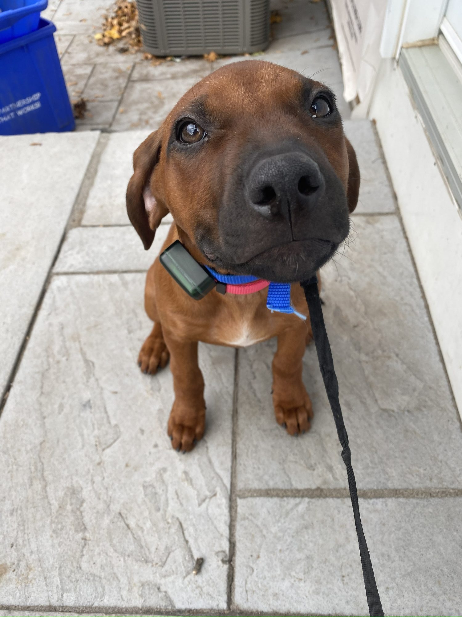 Happy dog safely contained with invisible fence