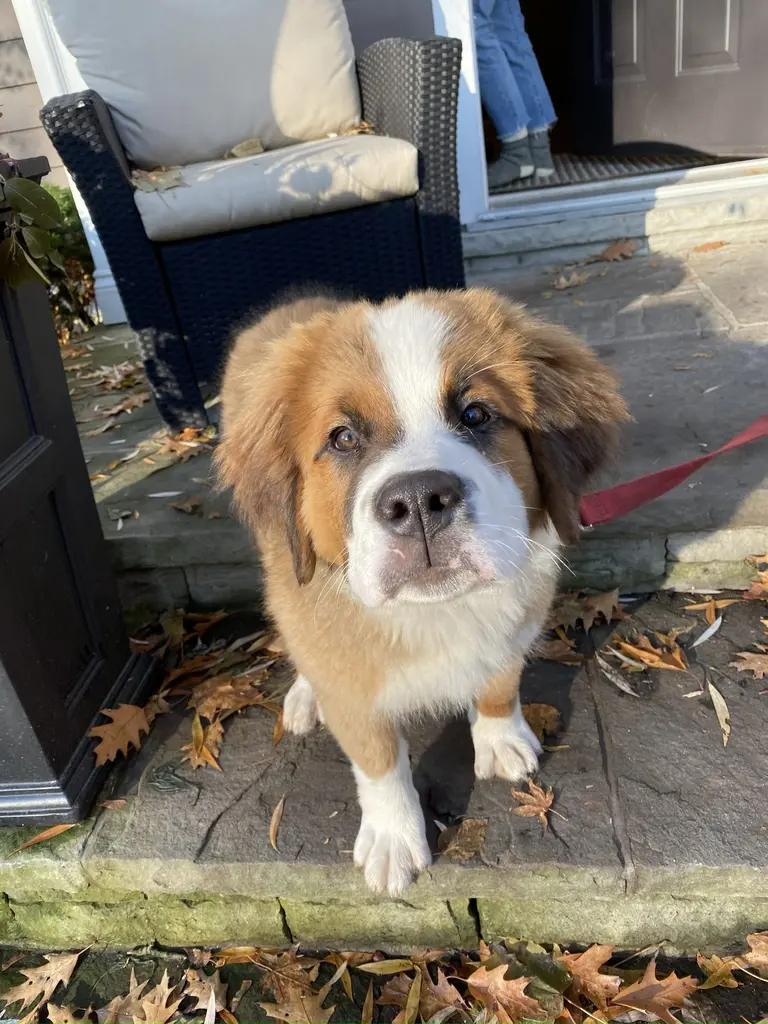 Happy dog safely contained with invisible fence