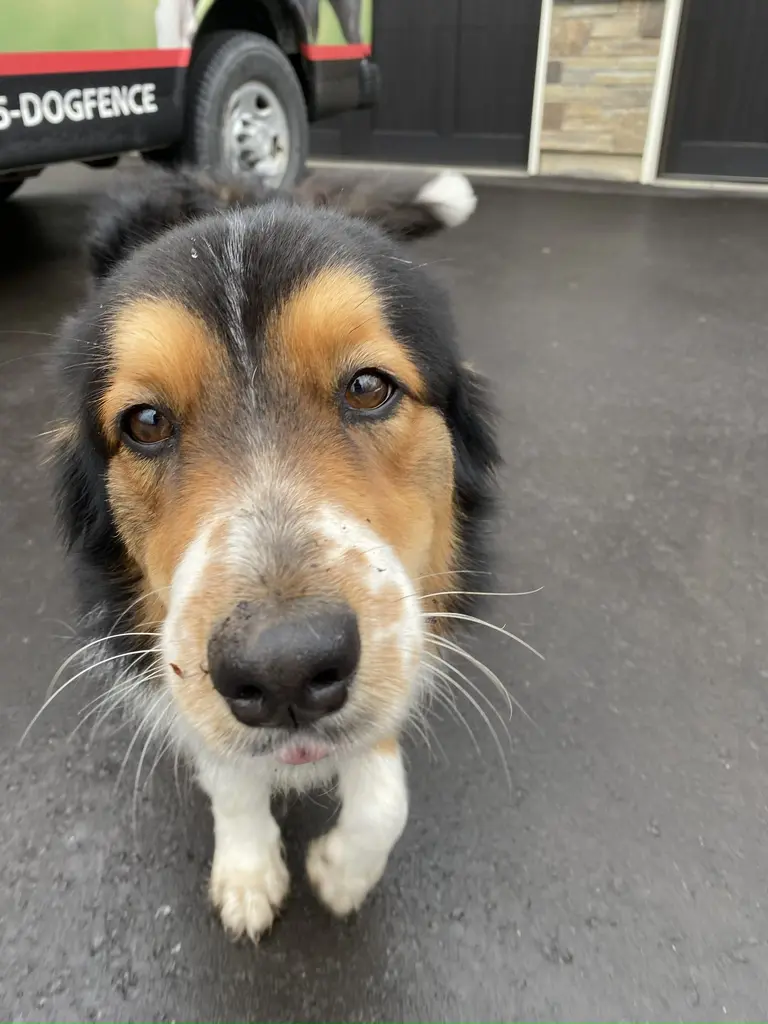 Happy dog safely contained with invisible fence