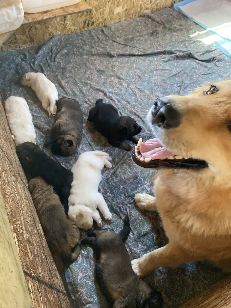 Happy dog safely contained with invisible fence