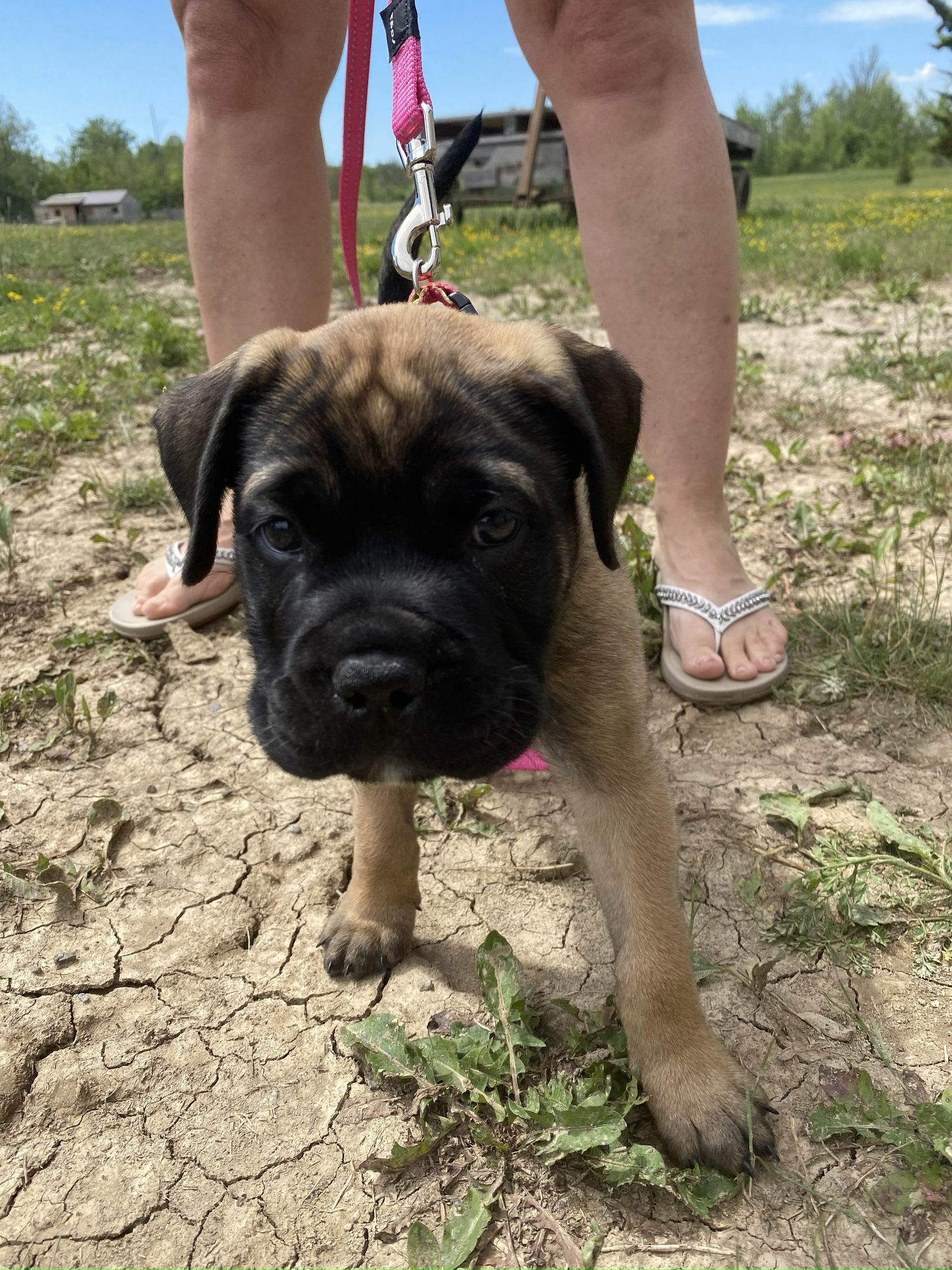 Happy dog safely contained with invisible fence