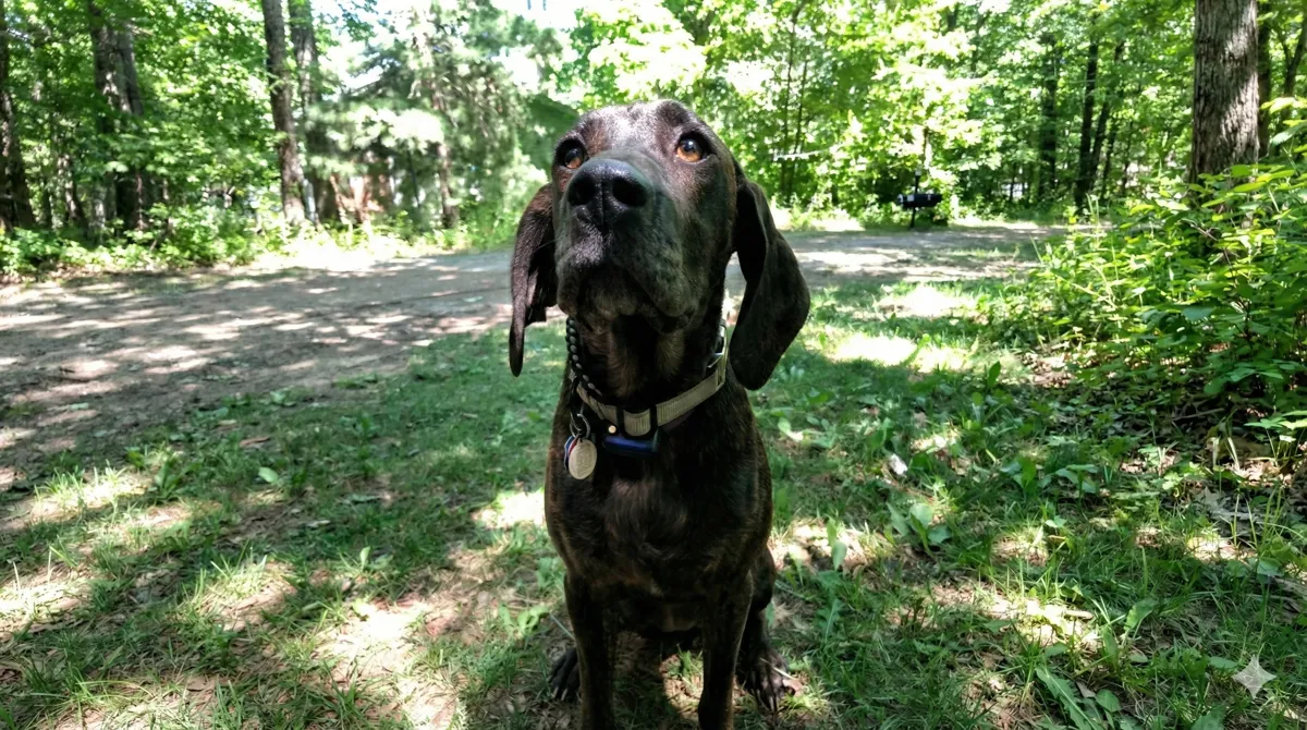 Labrador on a forest path — GPS dog fence vs underground fence comparison