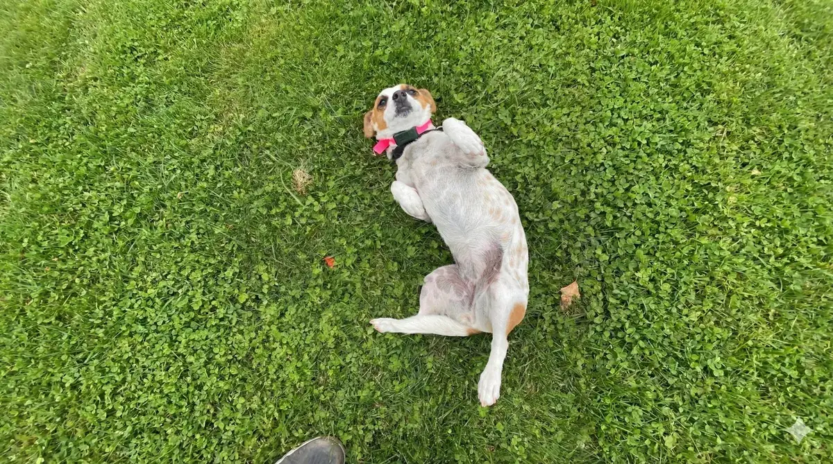 Dog protected by an invisible fence in Barrie