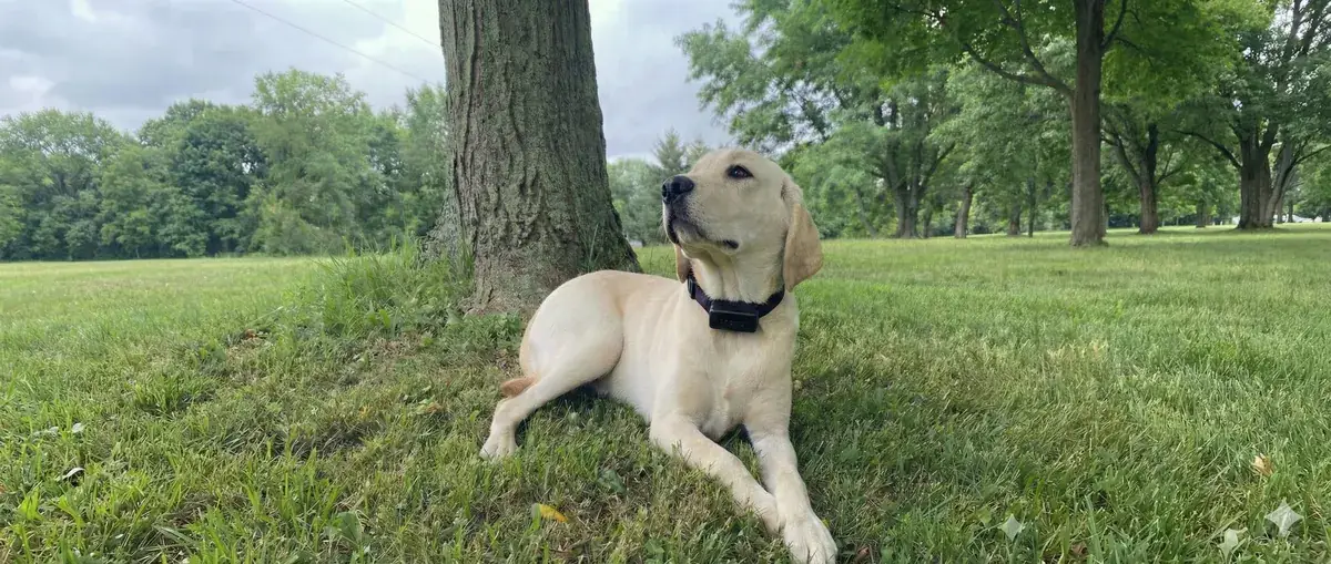 Dog protected by an invisible fence in Brantford