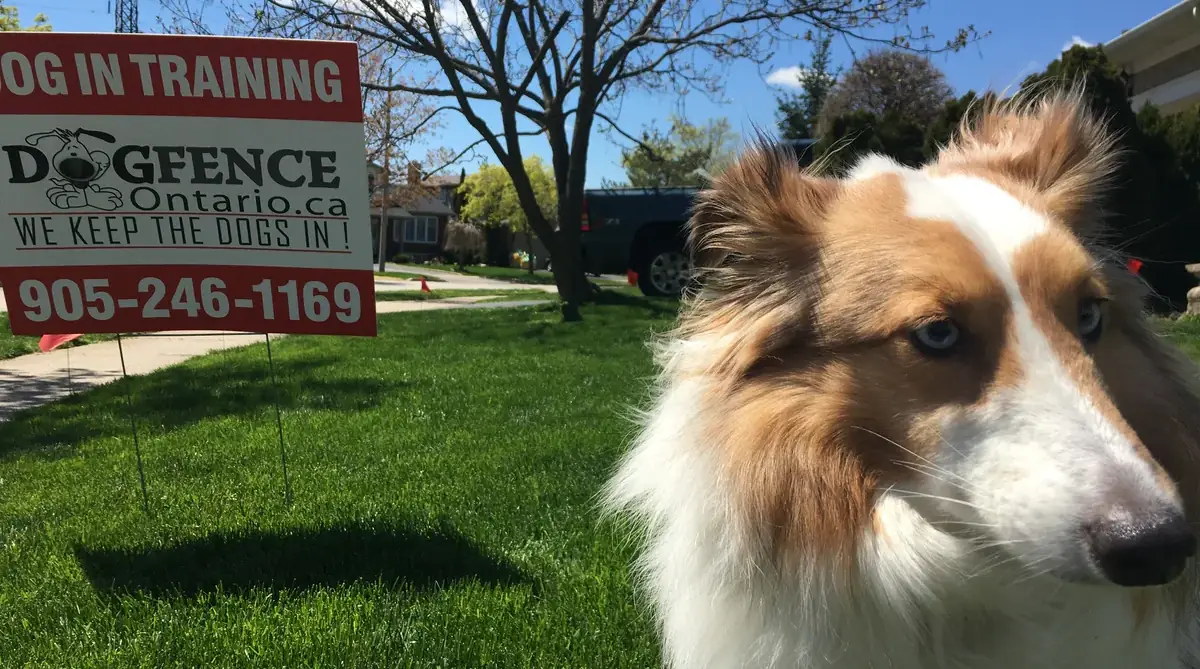 Dog protected by an invisible fence in Burlington