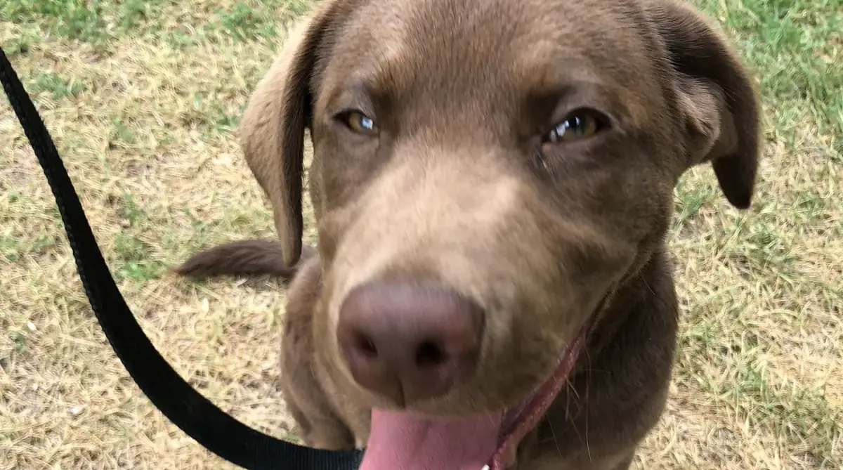 Dog protected by an invisible fence in Cambridge