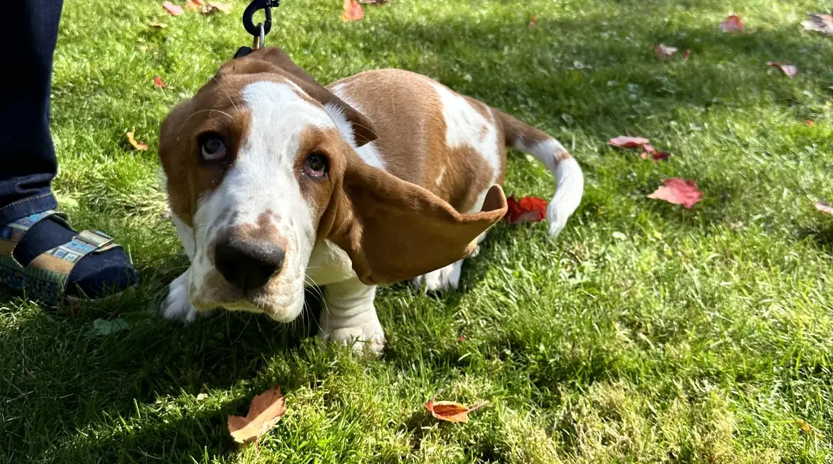 Dog protected by an invisible fence in Fort Erie