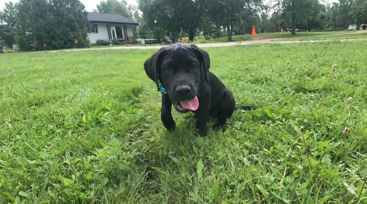 Dog protected by an invisible fence in Haldimand-Norfolk