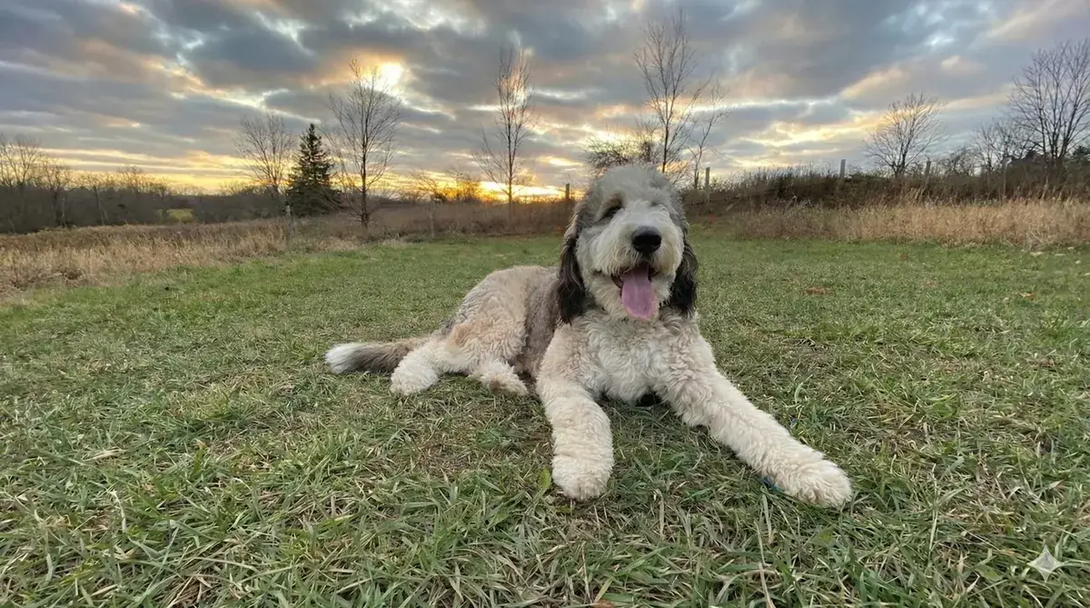 Dog protected by an invisible fence in Huron County