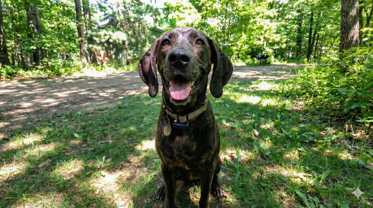 Dog protected by an invisible fence in Kitchener-Waterloo