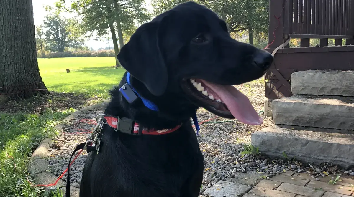 Dog protected by an invisible fence in Milton