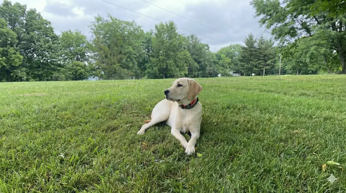 Dog protected by an invisible fence in Niagara