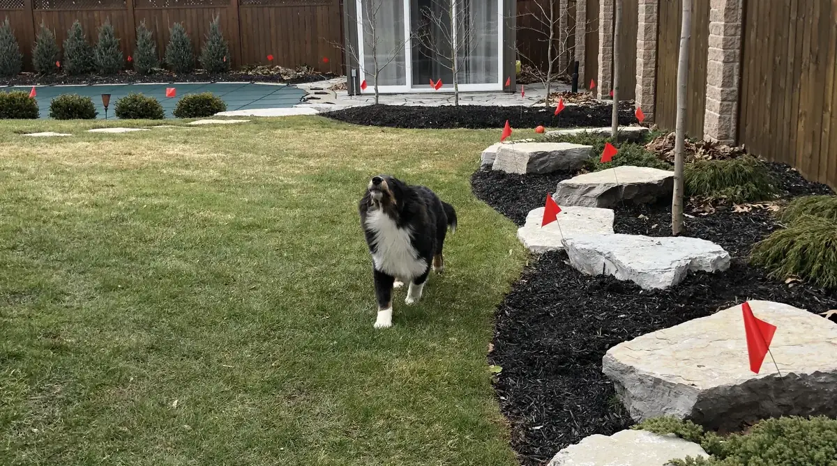 Dog protected by an invisible fence in Niagara Falls