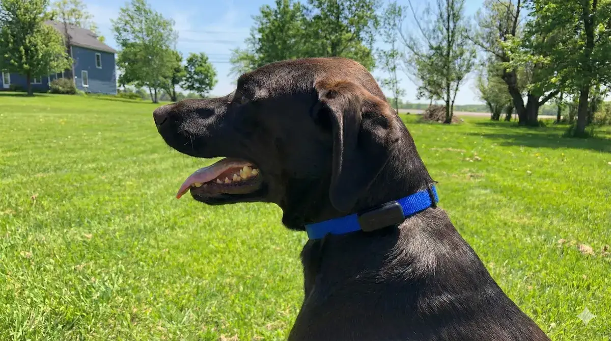 Dog protected by an invisible fence in Oxford County
