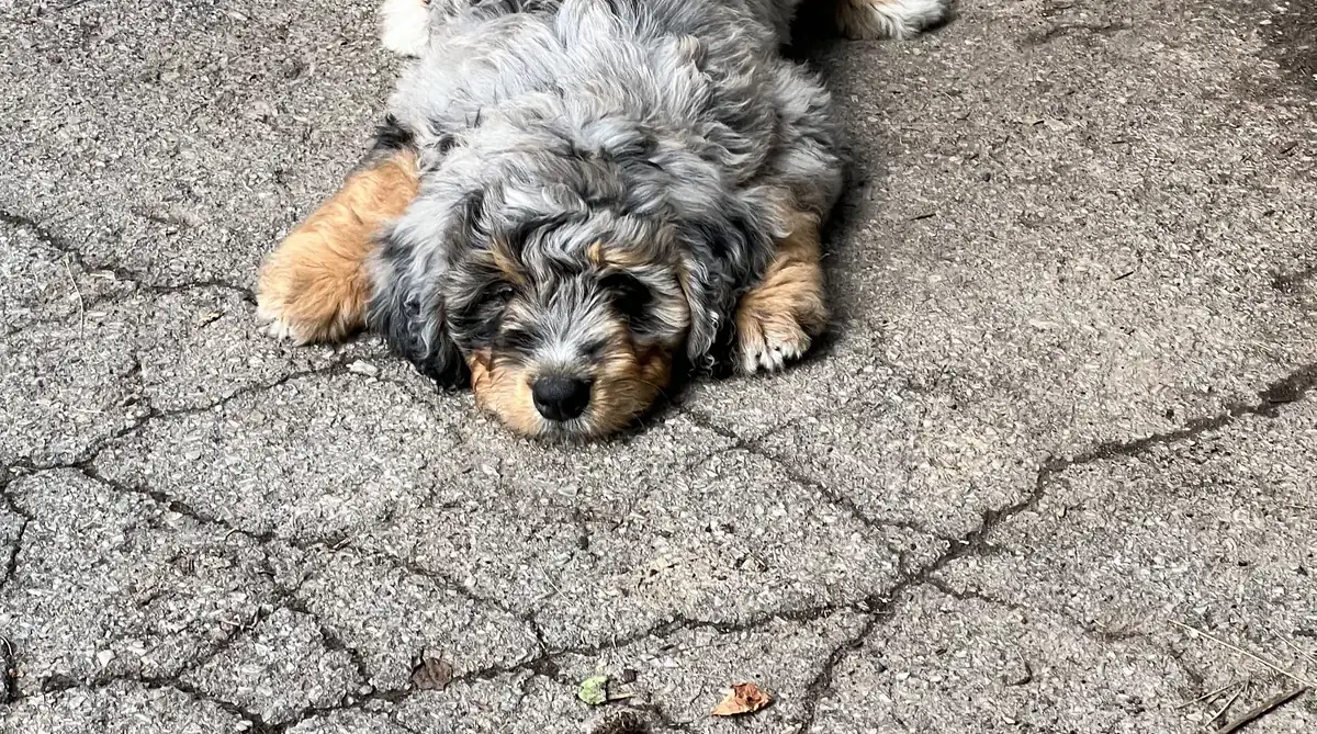 Dog protected by an invisible fence in Pelham