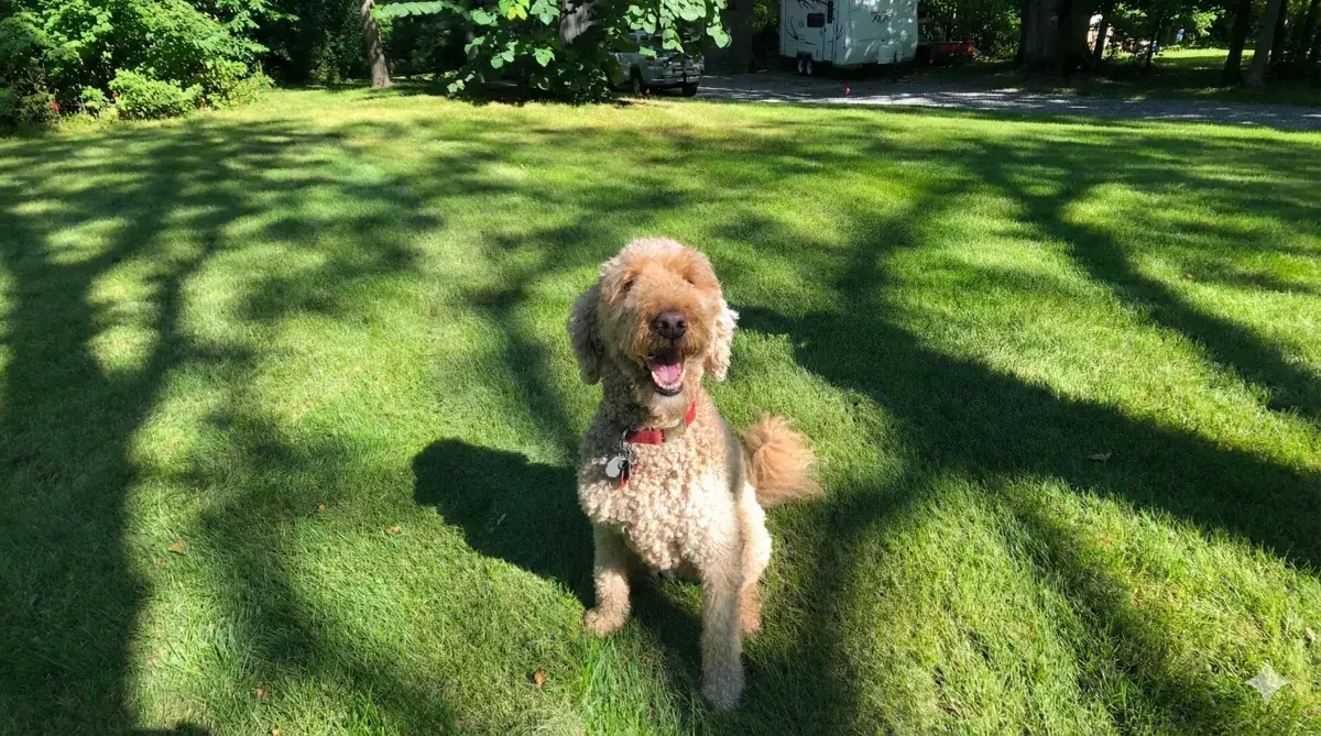 Dog protected by an invisible fence in Perth County
